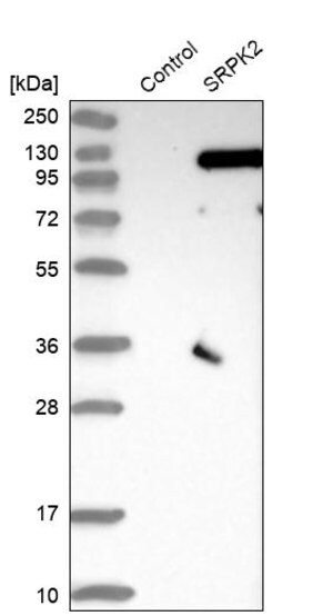 Merck Anti-SRPK2 antibody produced in rabbit