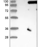 Merck Anti-SRPK2 antibody produced in rabbit