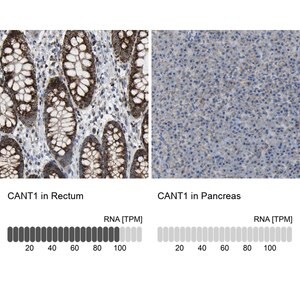 Merck Anti-CANT1 antibody produced in rabbit