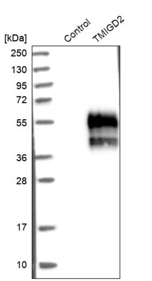 Merck Anti-TMIGD2 antibody produced in rabbit