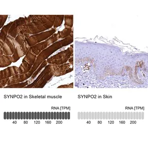 Merck Anti-SYNPO2 antibody produced in rabbit
