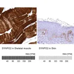 Merck Anti-SYNPO2 antibody produced in rabbit