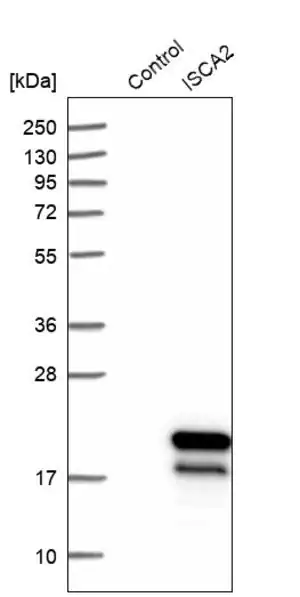 Merck Anti-ISCA2 antibody produced in rabbit