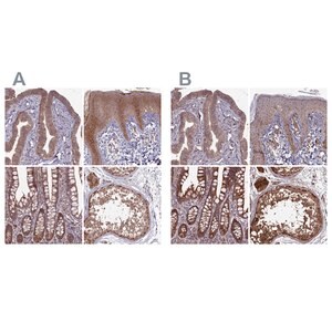 Merck Anti-RCCD1 antibody produced in rabbit