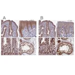 Merck Anti-RCCD1 antibody produced in rabbit