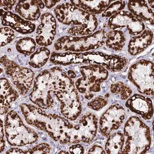 Merck Anti-DLD antibody produced in rabbit