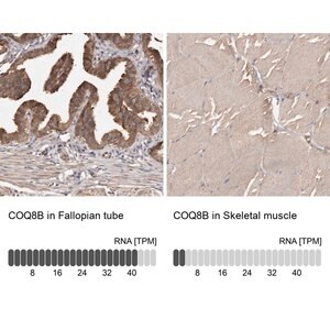 Merck Anti-COQ8B antibody produced in rabbit