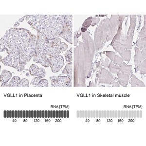 Merck Anti-VGLL1 antibody produced in rabbit