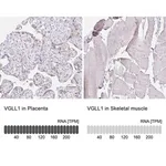 Merck Anti-VGLL1 antibody produced in rabbit