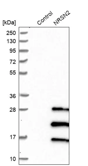 Merck Anti-NRSN2 antibody produced in rabbit