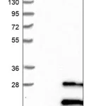 Merck Anti-NRSN2 antibody produced in rabbit