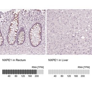 Merck Anti-NXPE1 antibody produced in rabbit