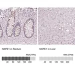 Merck Anti-NXPE1 antibody produced in rabbit