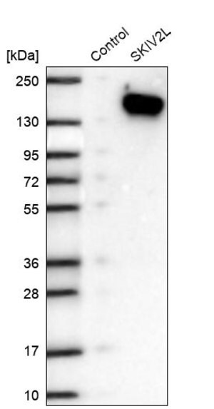 Merck Anti-SKIV2L antibody produced in rabbit