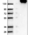 Merck Anti-SKIV2L antibody produced in rabbit