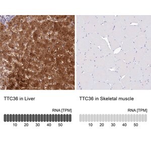 Merck Anti-TTC36 antibody produced in rabbit