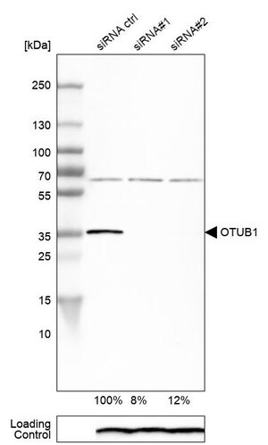 Merck Anti-OTUB1 antibody produced in rabbit