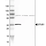 Merck Anti-OTUB1 antibody produced in rabbit