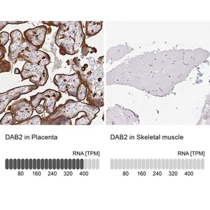 Merck Anti-DAB2 antibody produced in rabbit
