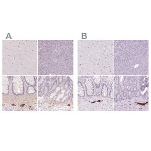 Merck Anti-PRPH antibody produced in rabbit