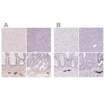 Merck Anti-PRPH antibody produced in rabbit