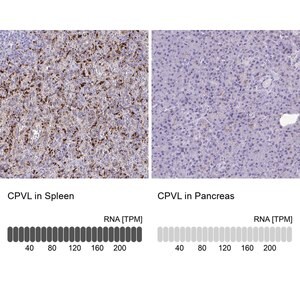 Merck Anti-CPVL antibody produced in rabbit