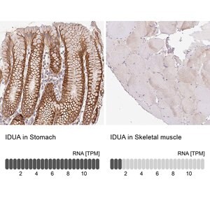 Merck Anti-IDUA antibody produced in rabbit