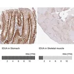Merck Anti-IDUA antibody produced in rabbit