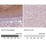 Merck Anti-KLK13 antibody produced in rabbit