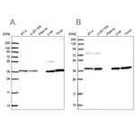 Merck Anti-TALDO1 antibody produced in rabbit