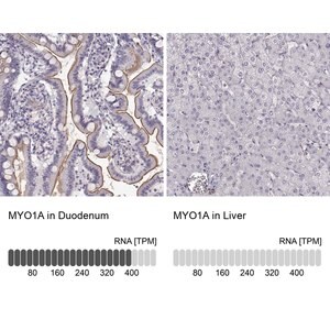 Merck Anti-MYO1A antibody produced in rabbit