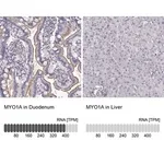 Merck Anti-MYO1A antibody produced in rabbit