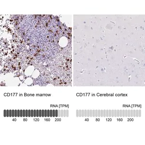 Merck Anti-CD177 antibody produced in rabbit