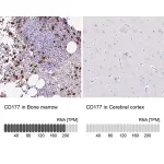 Merck Anti-CD177 antibody produced in rabbit