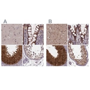 Merck Anti-GSS antibody produced in rabbit
