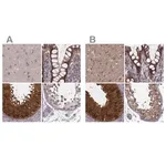Merck Anti-GSS antibody produced in rabbit