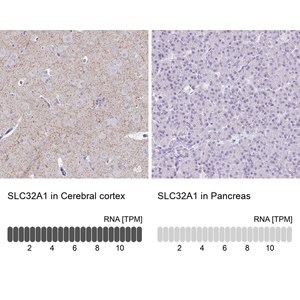 Merck Anti-SLC32A1 antibody produced in rabbit