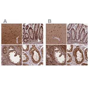 Merck Anti-NAE1 antibody produced in rabbit