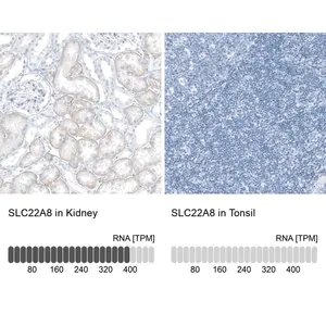 Merck Anti-SLC22A8 antibody produced in rabbit