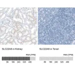 Merck Anti-SLC22A8 antibody produced in rabbit
