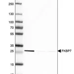 Merck Anti-FKBP7 antibody produced in rabbit