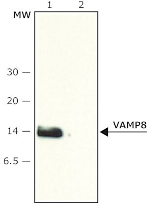 Merck Anti-VAMP-8 (N-terminal) antibody produced in rabbit
