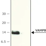 Merck Anti-VAMP-8 (N-terminal) antibody produced in rabbit
