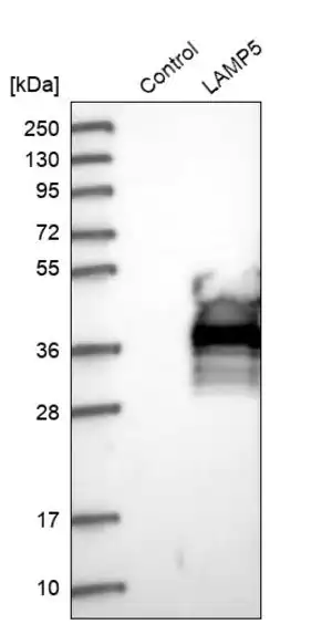 Merck Anti-LAMP5 antibody produced in rabbit