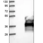 Merck Anti-LAMP5 antibody produced in rabbit