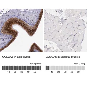 Merck Anti-GOLGA5 antibody produced in rabbit