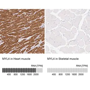 Merck Anti-MYL4 antibody produced in rabbit