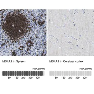 Merck Anti-MS4A1 antibody produced in rabbit