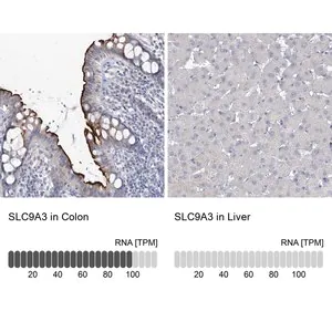 Merck Anti-SLC9A3 antibody produced in rabbit