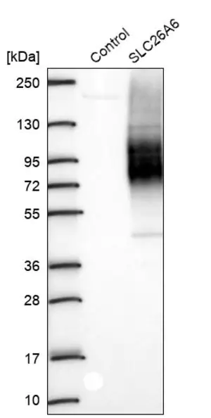 Merck Anti-SLC26A6 antibody produced in rabbit